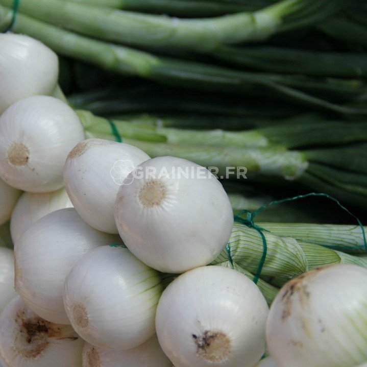 Oignon blanc, Allium cepa 'White onion' mélange image